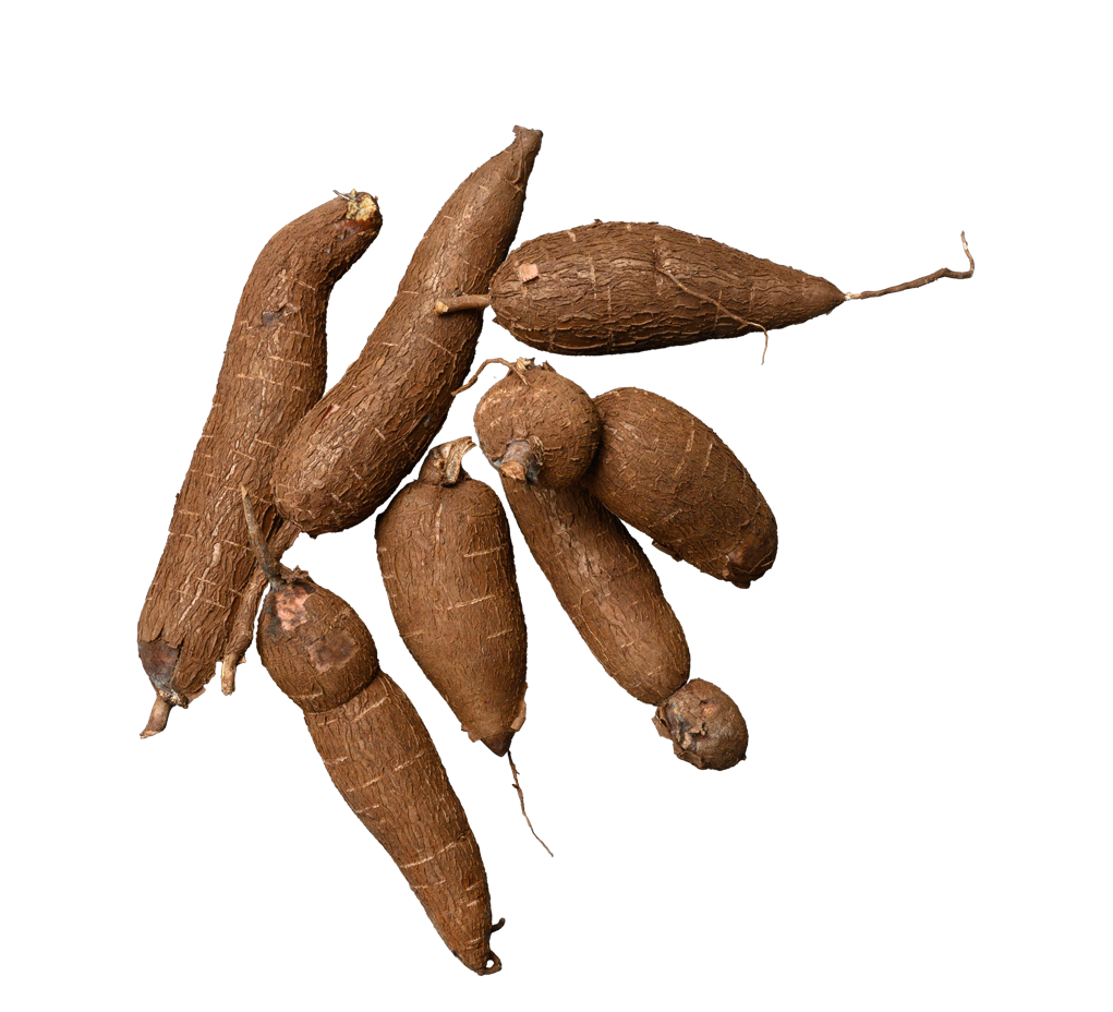 Cassava