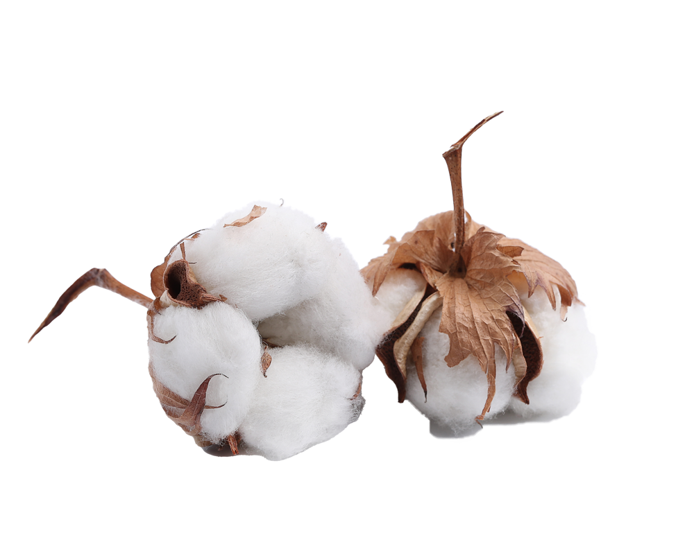 Cotton