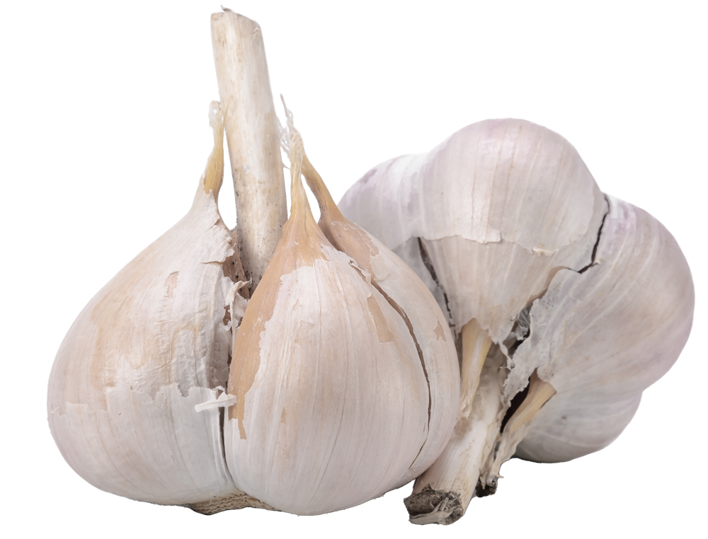 Garlic