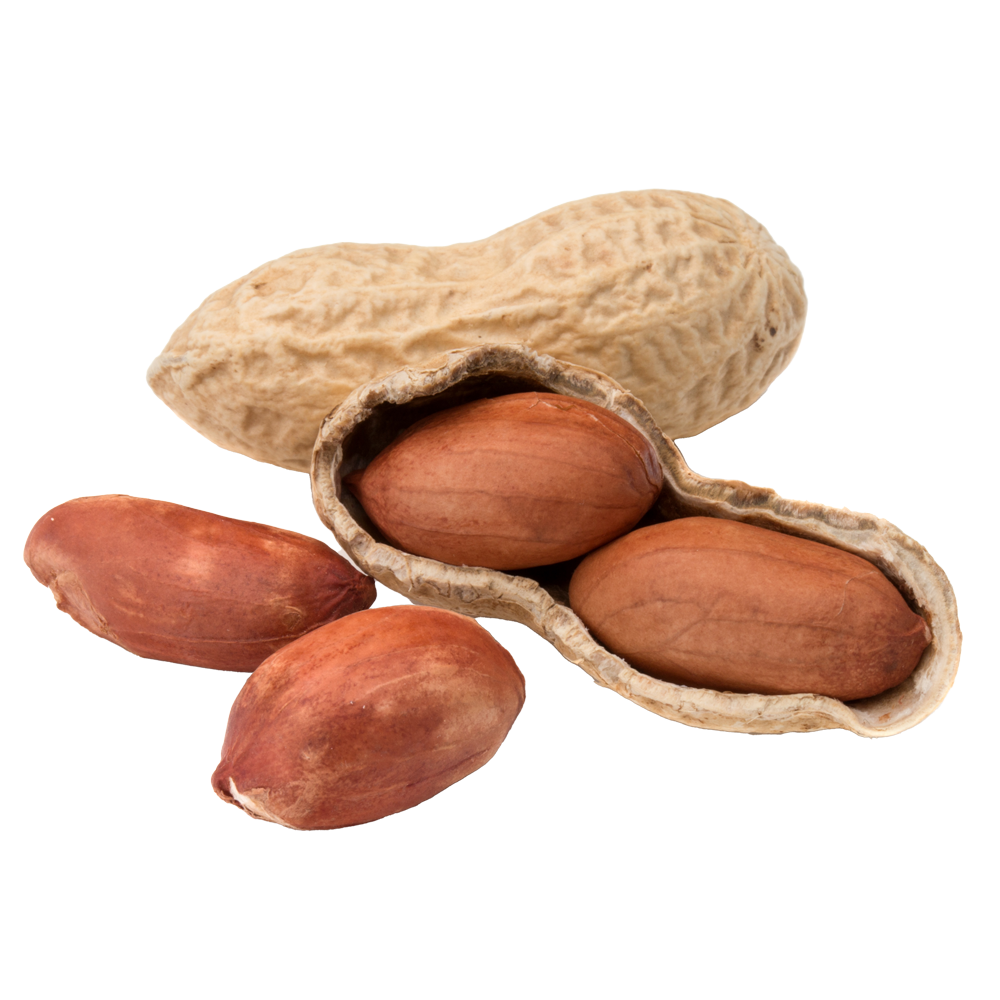 Groundnut